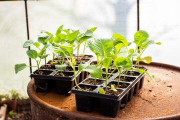 Growing young cabbage seedlings in plastic cups with soil in greenhouse in spring.