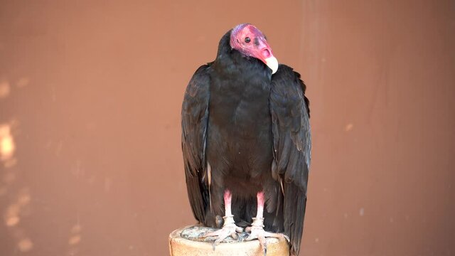 A turkey vulture or buzzard (Cathartes aura) close up head shot showing off pink head and white beak along with black feathers.	