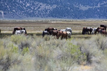 Wild horses grazing with their babies in a green meadow fed by spring water.