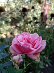 pink roses in garden