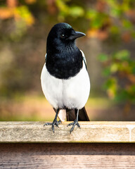 Colourful magpie perched on a fence