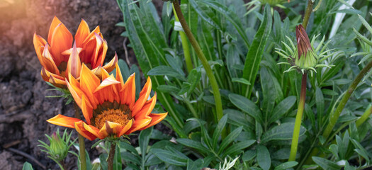 gazania orange in the garden