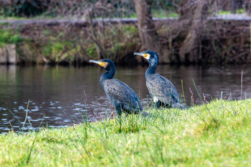 On the banks of the river, handsome cormorants
