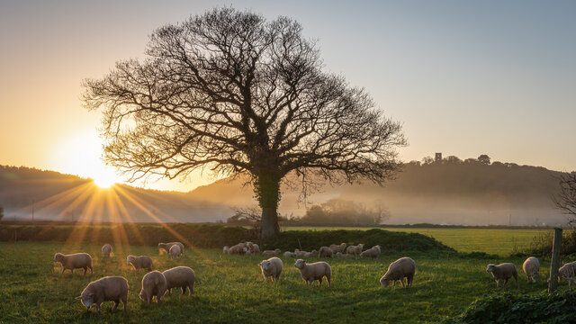 Misty Sunset