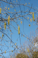 Birch seeds branches on blue sky
