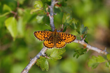 A Small Pearl-bordered Fritillary basking on a Hawthorn branch.