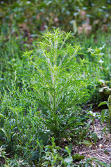 Blooming ambrosia bush. Ragweed plant allergen, toxic meadow grass. Allergy to ragweed ambrosia . Blooming pollen artemisiifolia is danger allergen in the meadow.