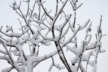 The branches of the trees are covered with snow