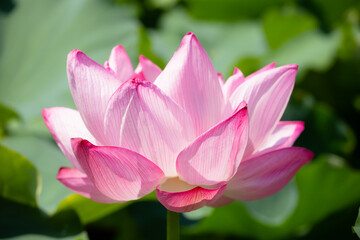 Pink water lily. Close-up picture of a beautiful flower with bright white and pink petals.