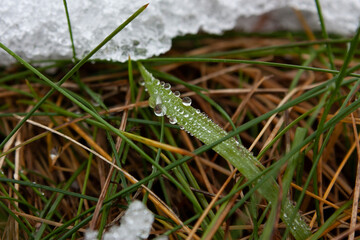 Horizontal close-up outdoors photography of faded brown and fresh green grass on the ground with numerous drops of water during thaw in winter overcast day