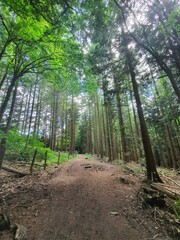 footpath in the forest