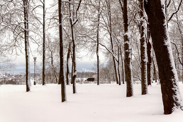 Winter, snowy morning in the Gomel park, Belarus.