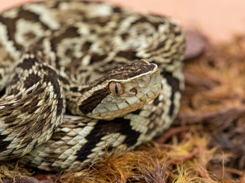 Jararaca Snake (Bothrops Jararaca) . Poisonous brazilian snake.