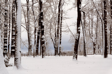 Winter, snowy morning in the Gomel park, Belarus.