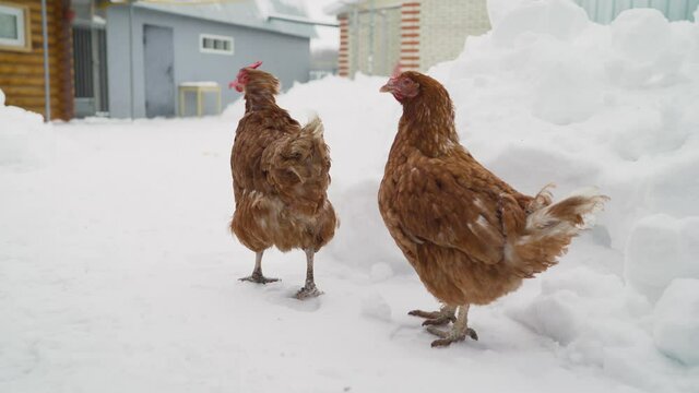 Free-run chicken in winter. Chickens in the winter yard.