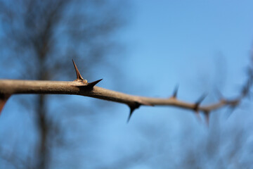 Branch with acacia needles