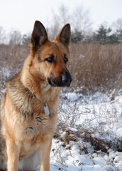 German shepherd dog sitting on white snow in a field.