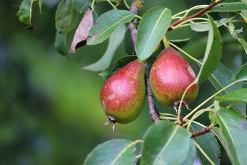 reife Birnen am Birnbaum