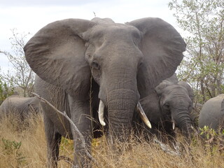 Obraz na płótnie Canvas Elefante salvaje, Sudáfrica.