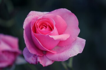 romantische rosa Rose