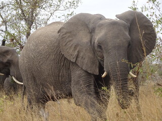 Elefante salvaje, Sudáfrica.