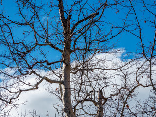 Obraz premium Dead tree against partly cloudy sky