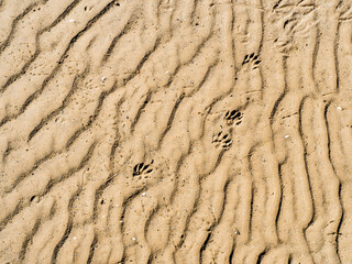 Ripples in flat river sand