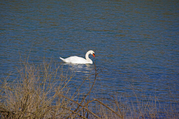 Fototapeta premium La grâce du cygne