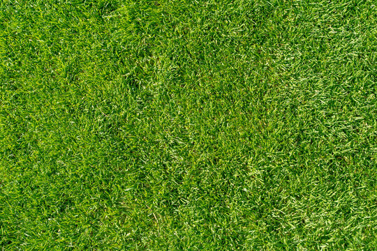 Meadow on a sunny day background. Gras overhead shot