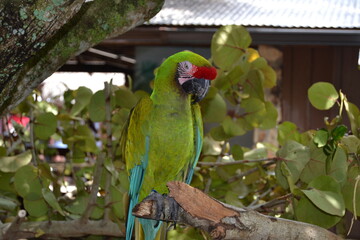 Parrot