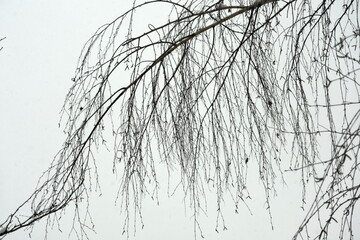 grafika drzew © drlmk