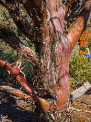 Fototapeta premium Arizona cypress tree