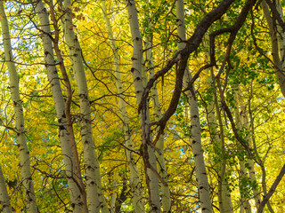 Autumnal forest