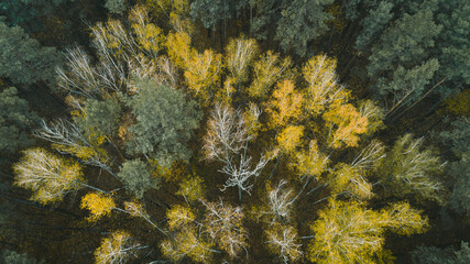 Fototapeta na wymiar Beautiful autumn forest from above. Aerial view