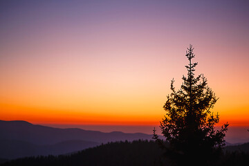 The silhouette of a fir tree against the background of a mountain valley and the orange and purple sky at dawn. Sunrise in the mountains, panoramic view.