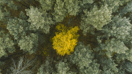 Fototapeta na wymiar Beautiful autumn forest from above. Aerial view