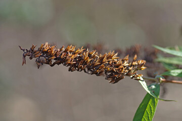 Détail de la nature en hiver