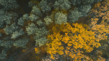 Beautiful autumn forest from above. Aerial view
