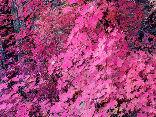 Bigtooth maples in fall color
