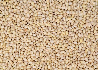 Top view of a layer of pine nuts