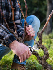 Close-up of a vine grower hand. Prune the vineyard with professional steel scissors. Traditional agriculture. 