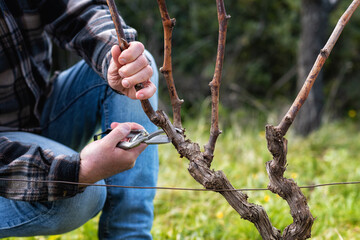 Close-up of a vine grower hand. Prune the vineyard with professional steel scissors. Traditional...