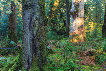 Sunbeams streak through the foliage at Sol Duck, Olympic National Park, USA