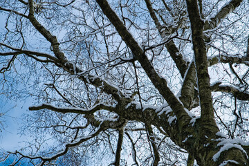 Baum Verästelungen mit Schnee #5