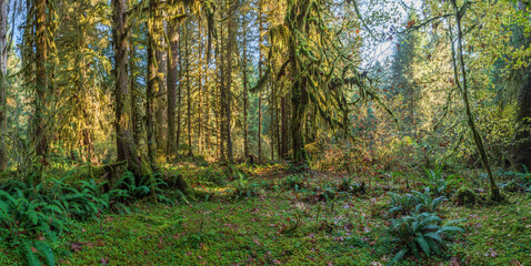 Sunbeams streak through the foliage at Sol Duck, Olympic National Park, USA
