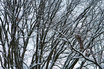 Baum Verästelungen mit Schnee #4