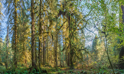 Sunbeams streak through the foliage at Sol Duck, Olympic National Park, USA