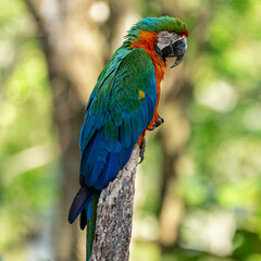 Fototapeta na wymiar Hybrid macaw. This specimen was a result of the crossbreeding of a Great green macaw (Ara ambigua) and a Scarlet macaw (Ara macao).