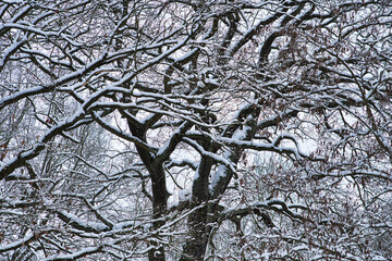 Baum Verästelungen mit Schnee #1
