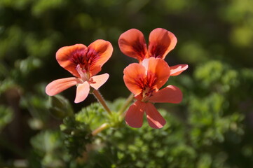 Obraz premium red hibiscus flower